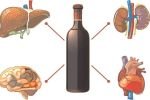 Алкоголь и здоровье: как он воздействует на главные органы организма